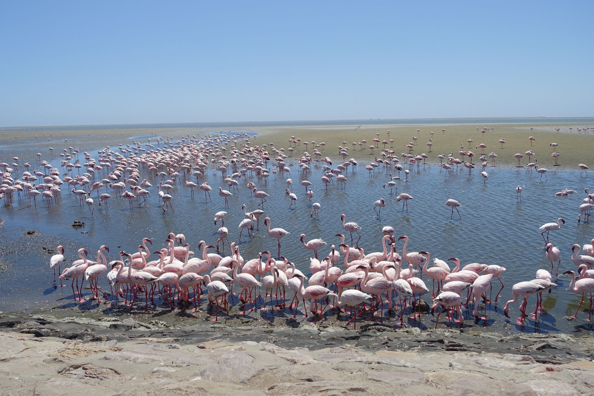 Flamingos